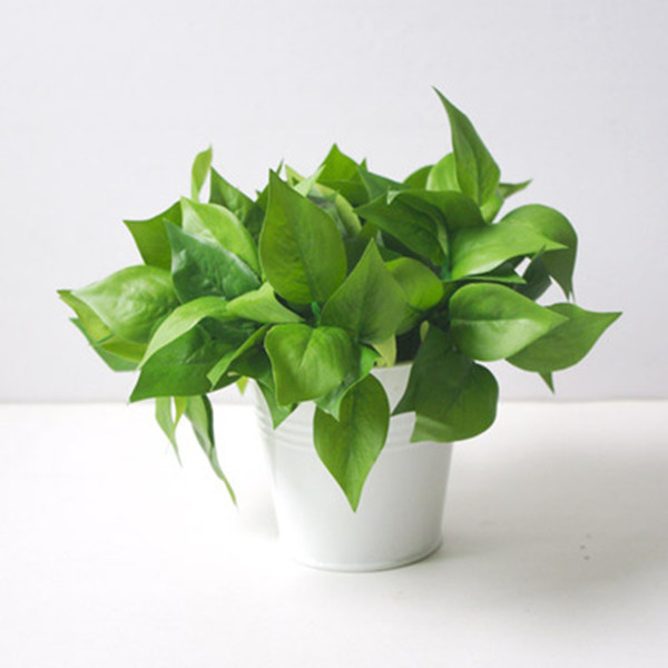 1620611491756653.jpg 绿萝.jpg