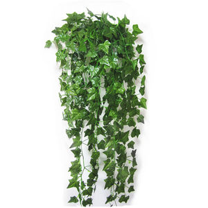 1620611514155992.jpg 常春藤.jpg