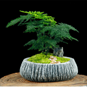 1620611534350144.jpg 文竹.jpg